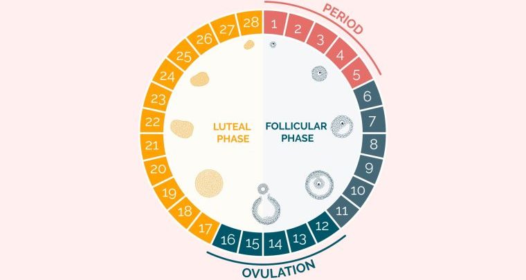 How your luteal phase influences reproduction