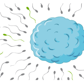 Cartoon drawing of sperm and egg