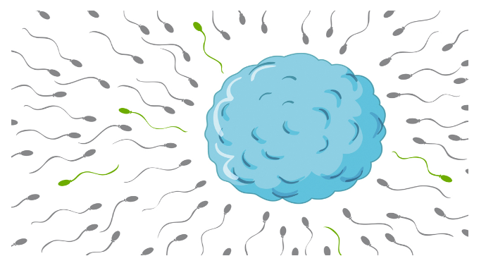Understanding the Basics of Men’s Reproductive Health | NUA Fertility